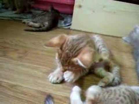 オシキャットの子猫 ver.4