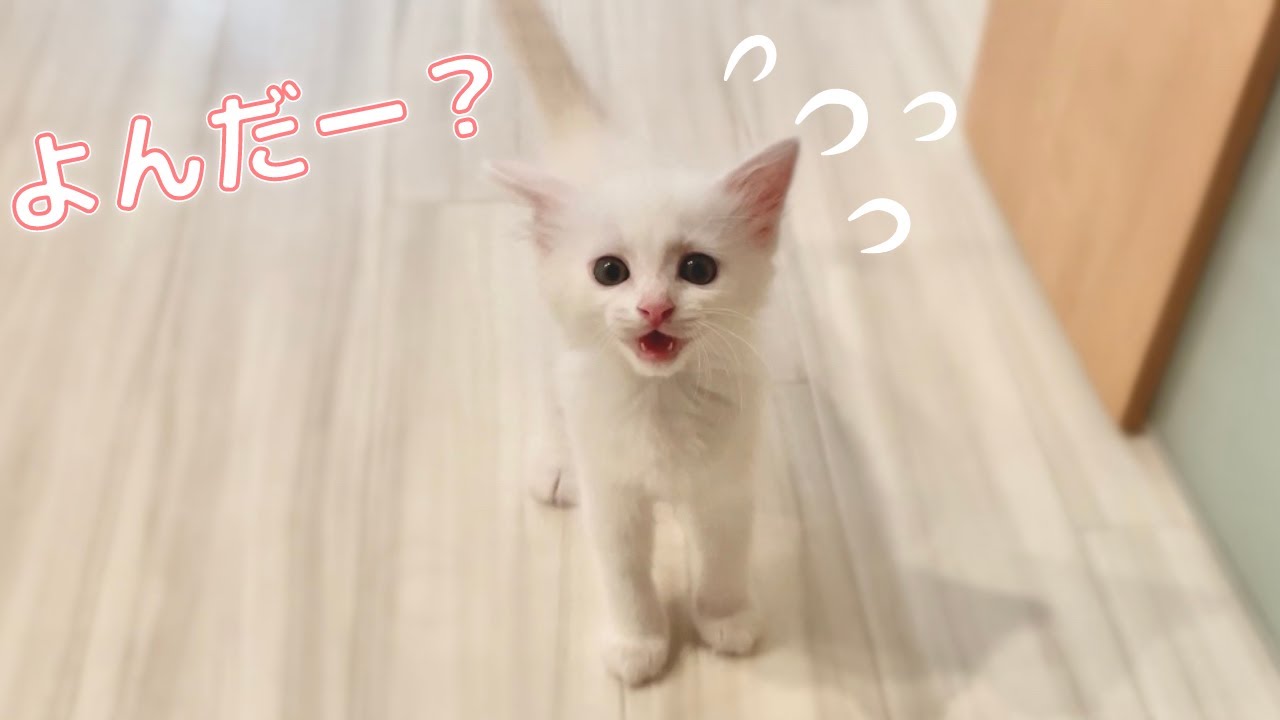 名前を呼ぶと猛ダッシュで駆け寄ってくる子猫…