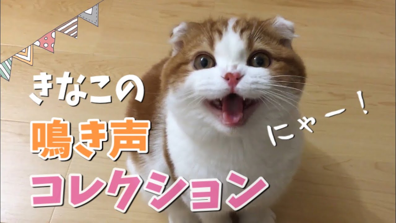 きなこの鳴き声コレクション【スコティッシュフォールド】【子猫】kitten's meow collection