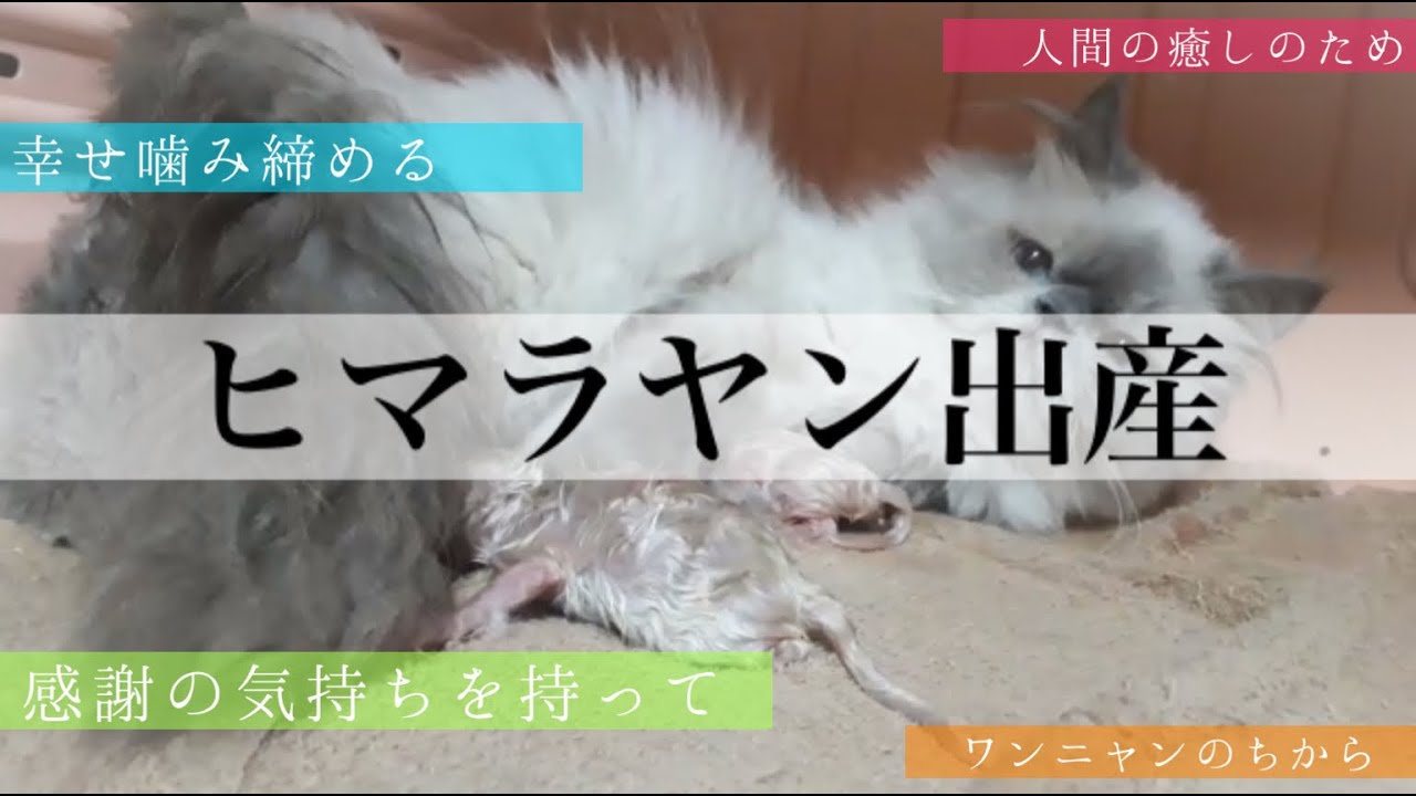 【出産】ヒマラヤンを飼う人に見てもらいたい！愛猫にたくさんの愛を♡