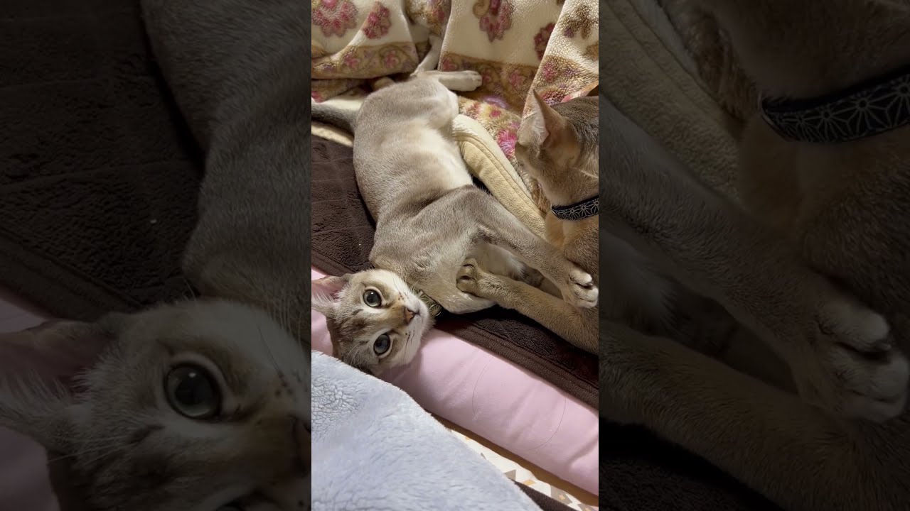 Good morning #shorts #cat #シンガプーラ #cute #chat #relax #猫 #animals #kucing #고양이 #猫好きさんと繋がりたい