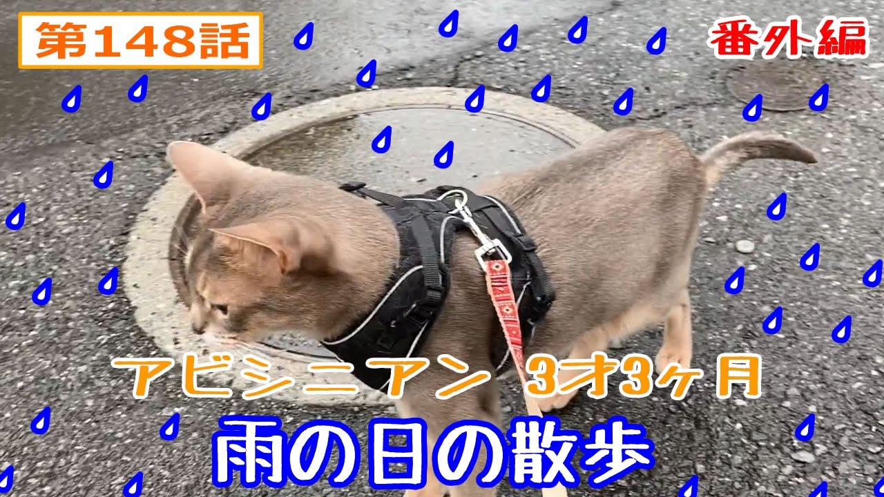 猫と散歩 アビシニアン (毎日の散歩) 148話