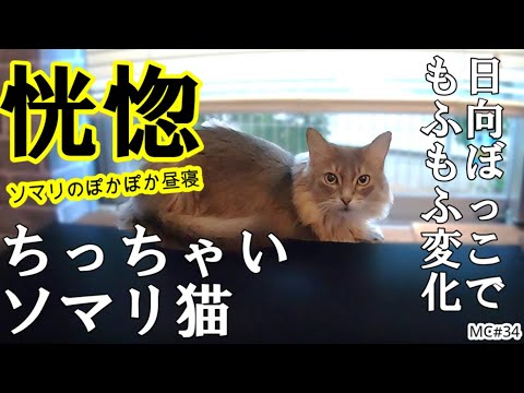 【ちっちゃいソマリ猫】日向ぼっこでモフモフ変化