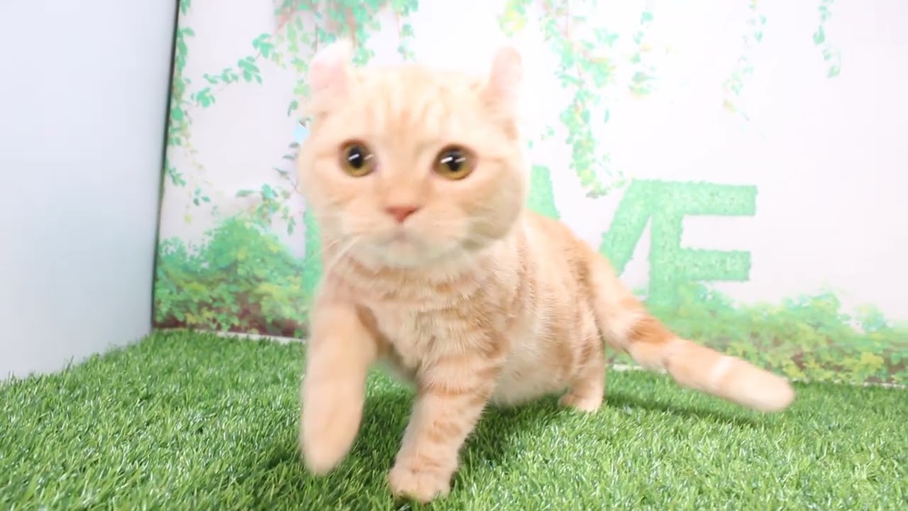 Coo&RIKU　No602904　アメリカンカール