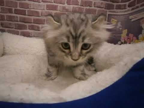 607855 アメリカンカール