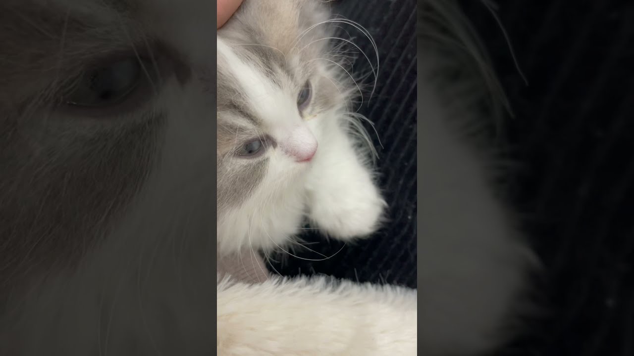 【ラガマフィン】うとうと…生後2ヶ月の子猫が天使すぎる