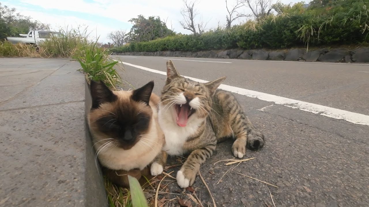 寄り添ってイチャイチャするシャム猫キジ白猫さんにほっこり