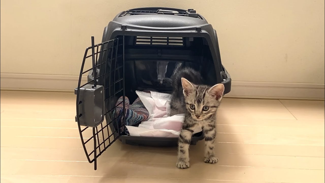 子猫がはじめて家にやってきた時の反応！アメリカンショートヘアの赤ちゃん。