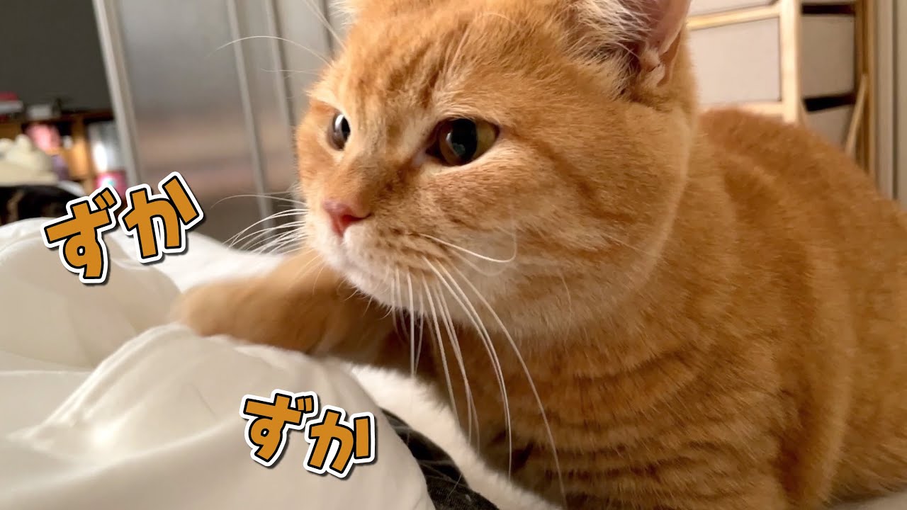 早朝から容赦なく踏ん付けて起こしてくる猫に困ってます…