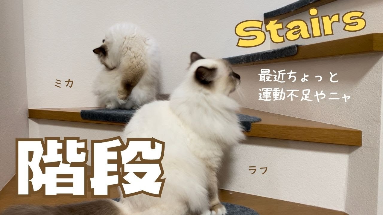 上がると運動になるニャ〜【階段】Stairs（バーマン猫）Birman/Cat