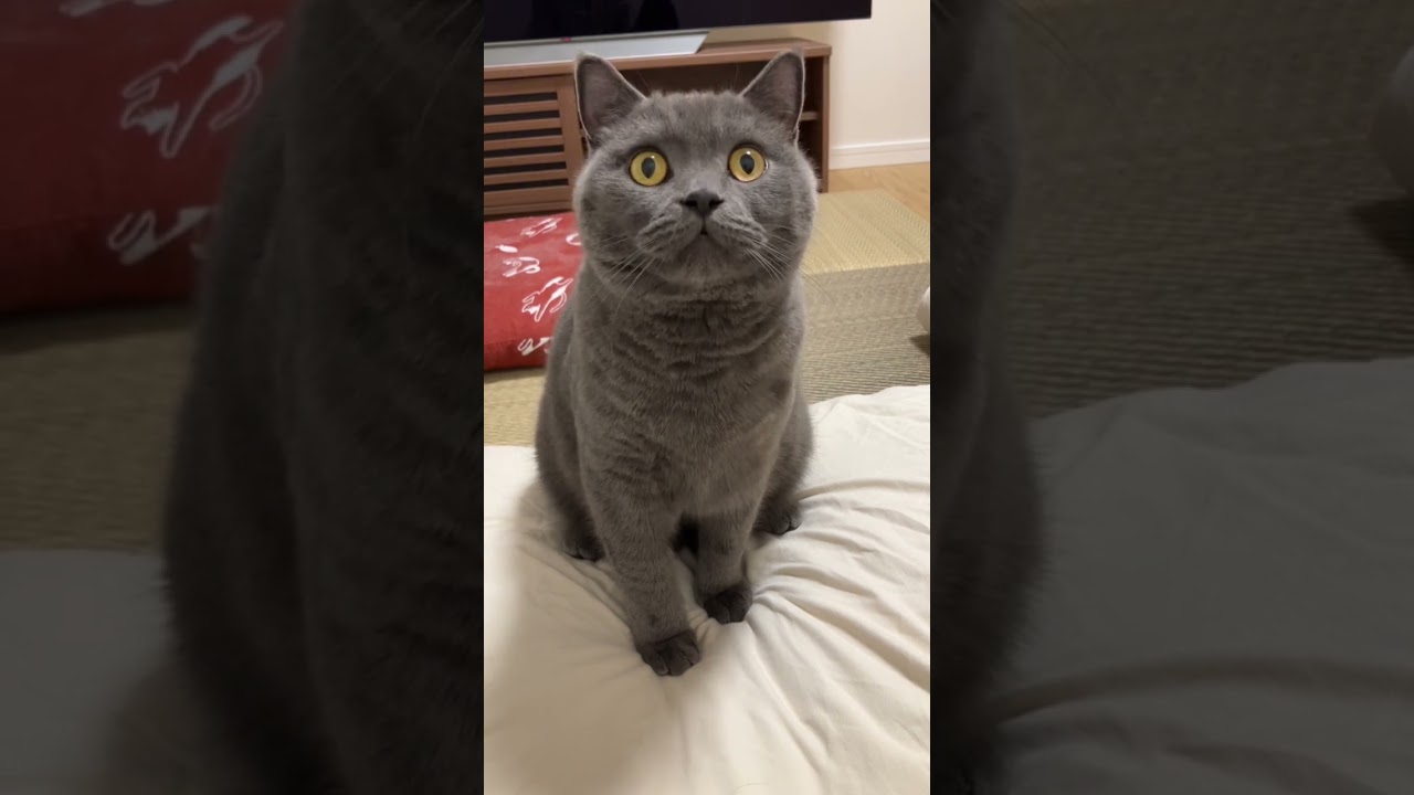 猫ってこーいうとこあるよね #shorts