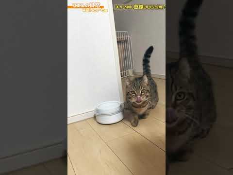 イタズラがバレたときのシエル君の反応がこちら　/キンカロー　マンチカン×アメリカンカール　#Shorts