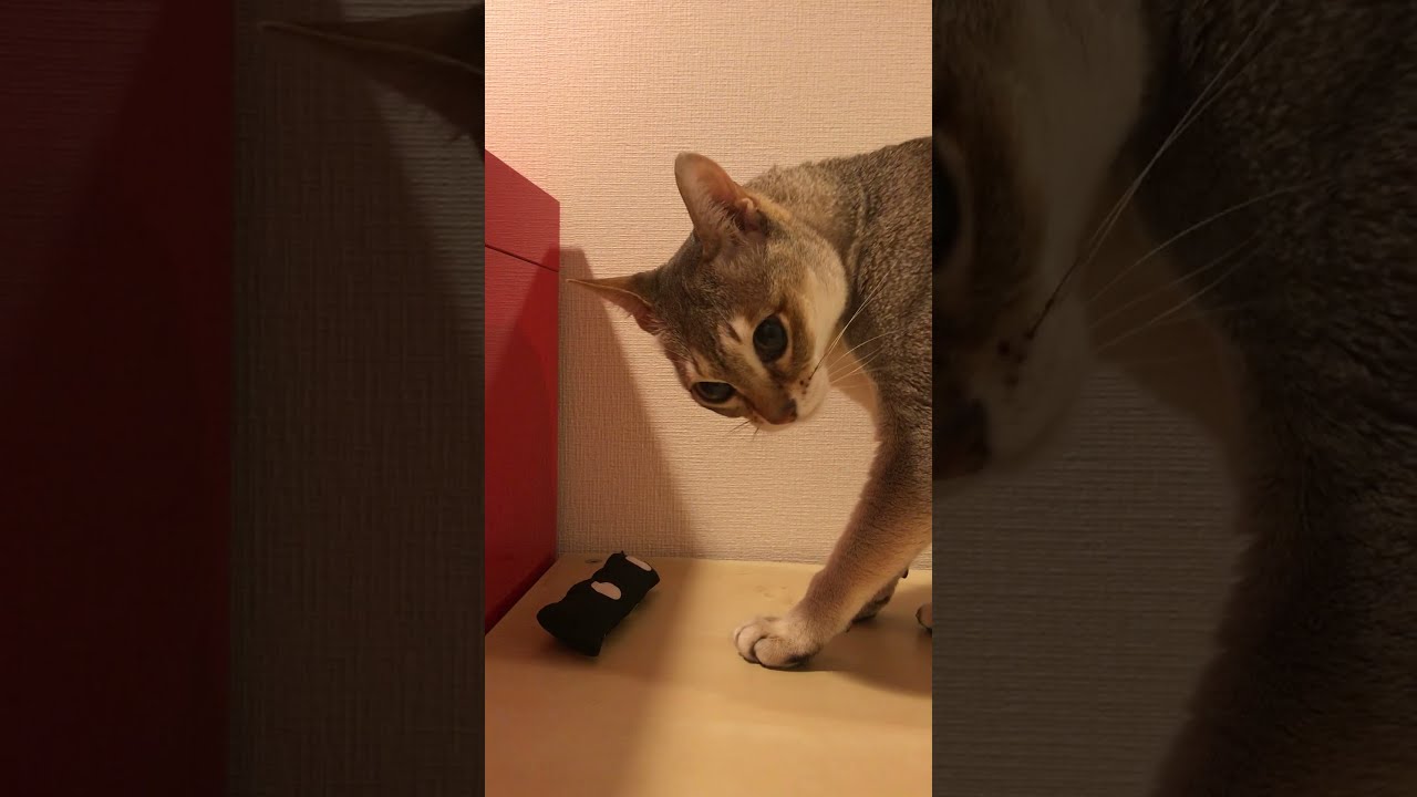 キャットニップの香りに驚くシンガプーラなのにゃ♪