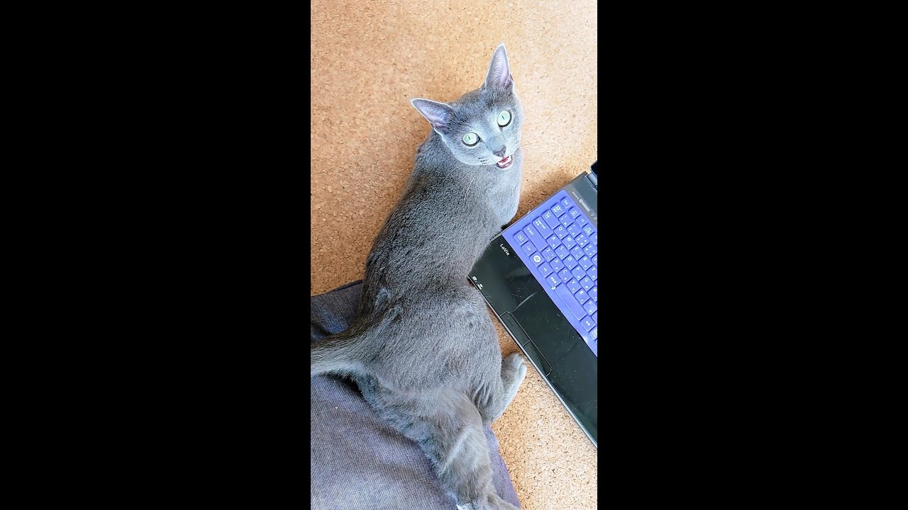 【猫動画】パソコンを開くとロシアンブルーが寄ってきます【russianbule】#shorts　Open your computer and Russian Blue will stand by