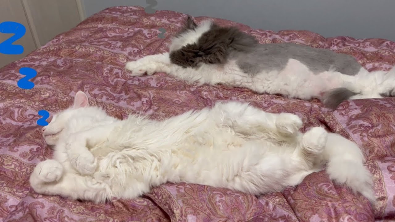 【おやすみ💤】仲良くおねんねするターキッシュアンゴラとノルウェージャンフォレストキャット