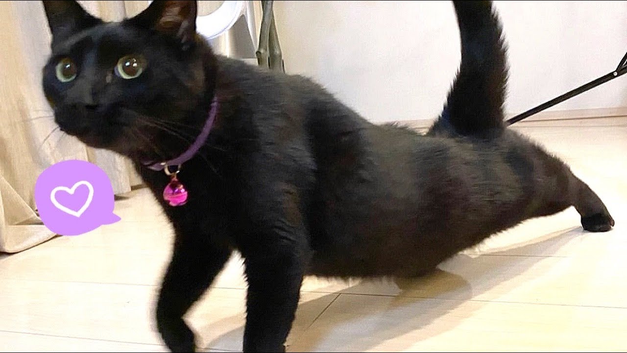 1番新入りの保護黒猫はいつも猫達の真ん中で愛されてます