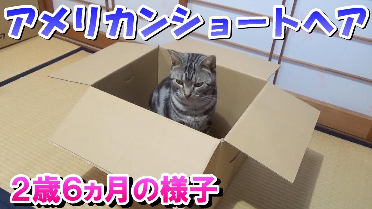 アメショーのソラ　２歳６ヵ月の様子（アメリカンショートヘア）
