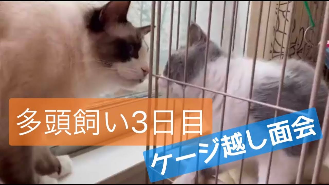 初めての多頭飼い【4】ケージ越し対面とお食事会　ラグドール　ブリティッシュショートヘアー