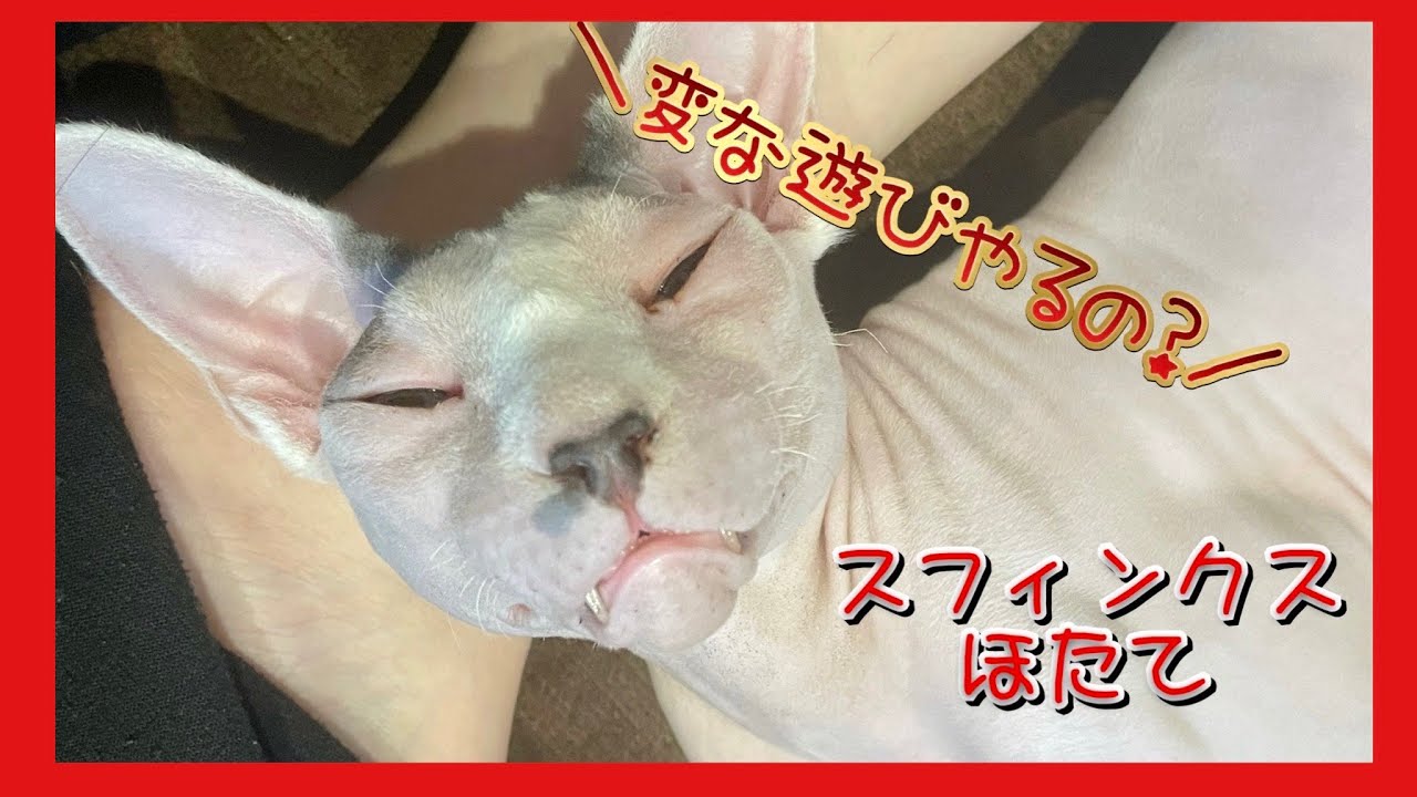 飼い主の変な遊びに付き合ってくれるほたて猫【スフィンクス猫】