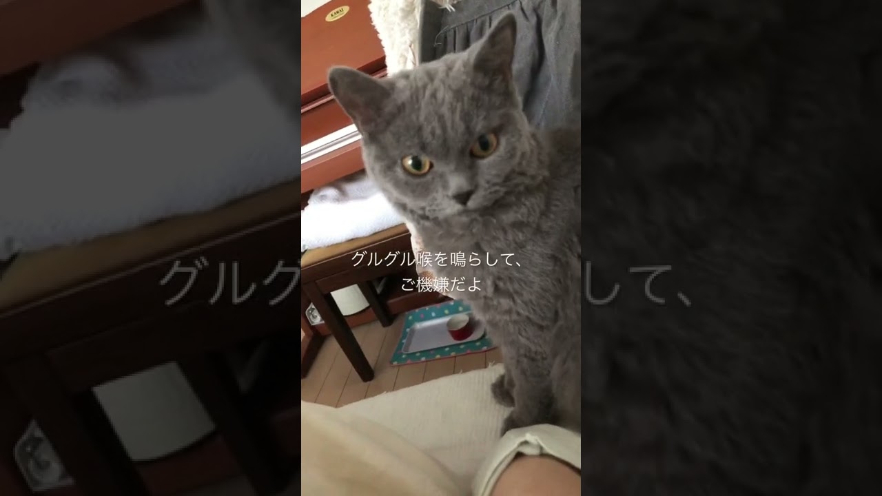 なんで隣の部屋から？今朝のぺぺちゃん😳#shorts #猫 #セルカークレックス #cat #selkirkrex