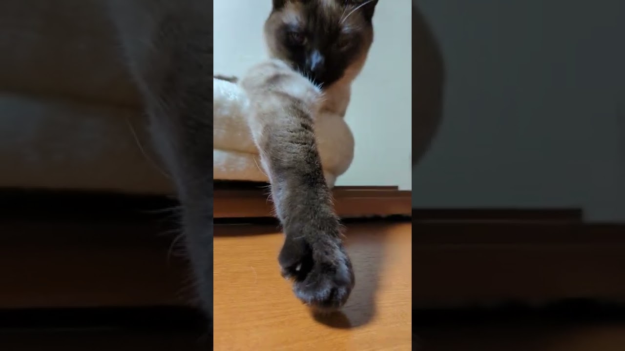 手をのばすシャム猫 - Cats get relaxed - #Shorts