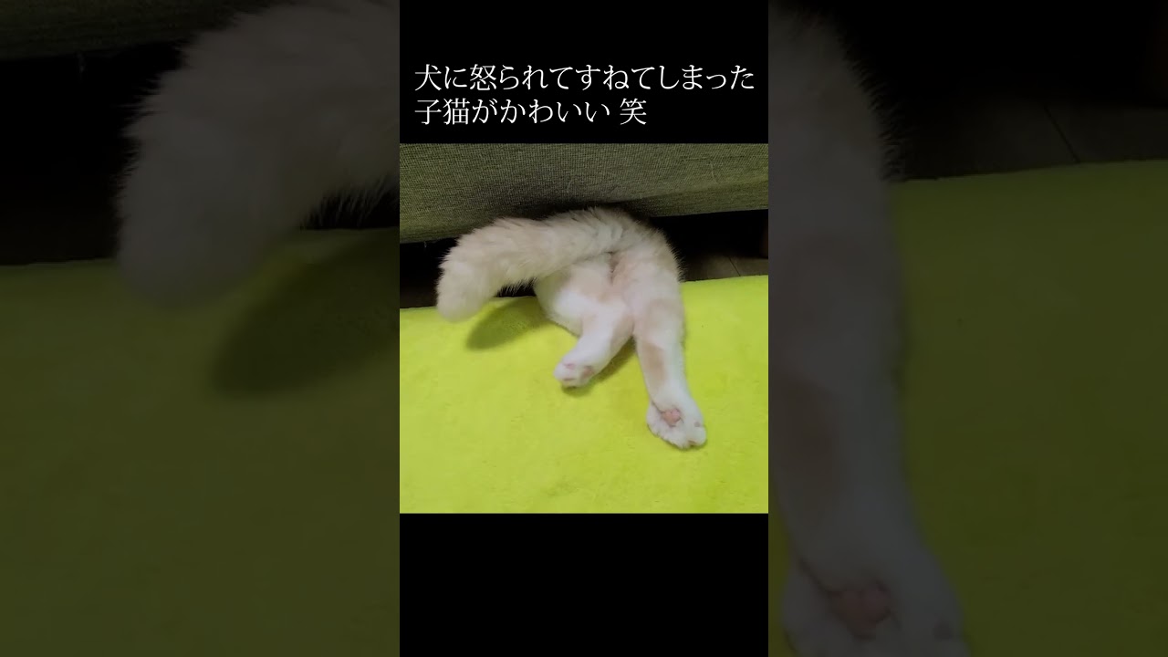 犬に怒られた子猫がこうなった...笑#shorts