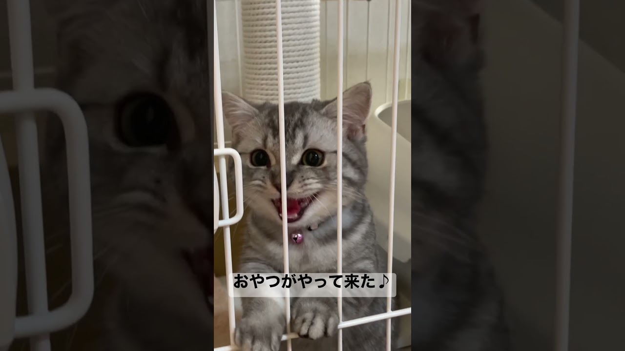 おやつに気づいた子猫😸 #shorts #猫 #マンチカン #cat #kitty #kiminotoriko