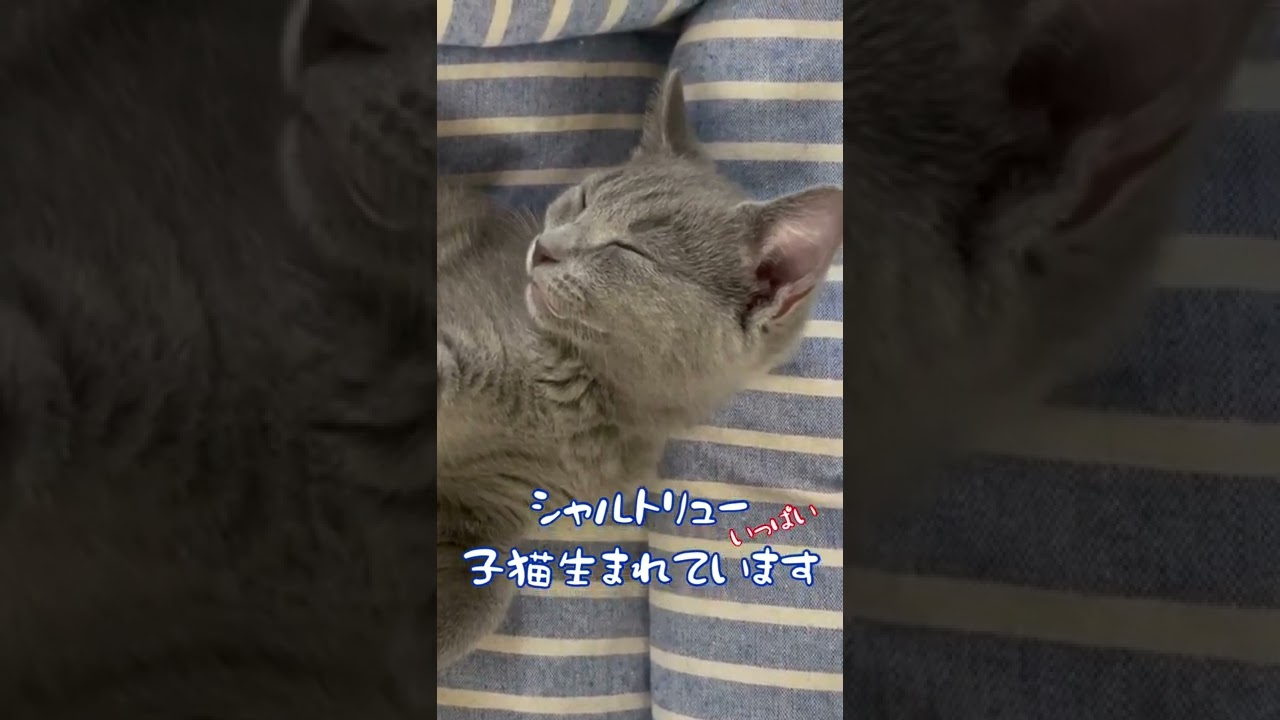 【シャルトリュー子猫のご案内】多くのシャルトリュー子猫が生まれています#shorts