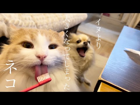 犬より大きくなる猫はノルウェージャンフォレストキャットです。