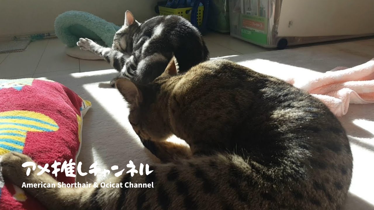 アメリカンショートヘアとオシキャットが毛づくろいでシンクロ