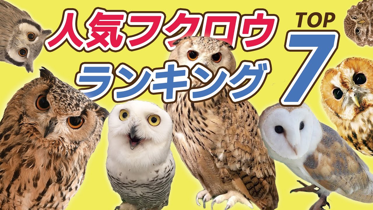 人気フクロウ種ランキングTOP７！ベンガルワシミミズクを抑えた１位は？
