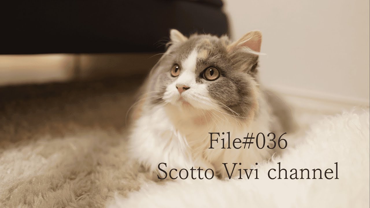 File#036～長毛スコティッシュフォールドのフミフミ動画集～