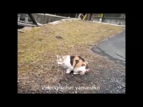 伊賀焼窯元のにゃんこ？The日本猫！ って感じだ