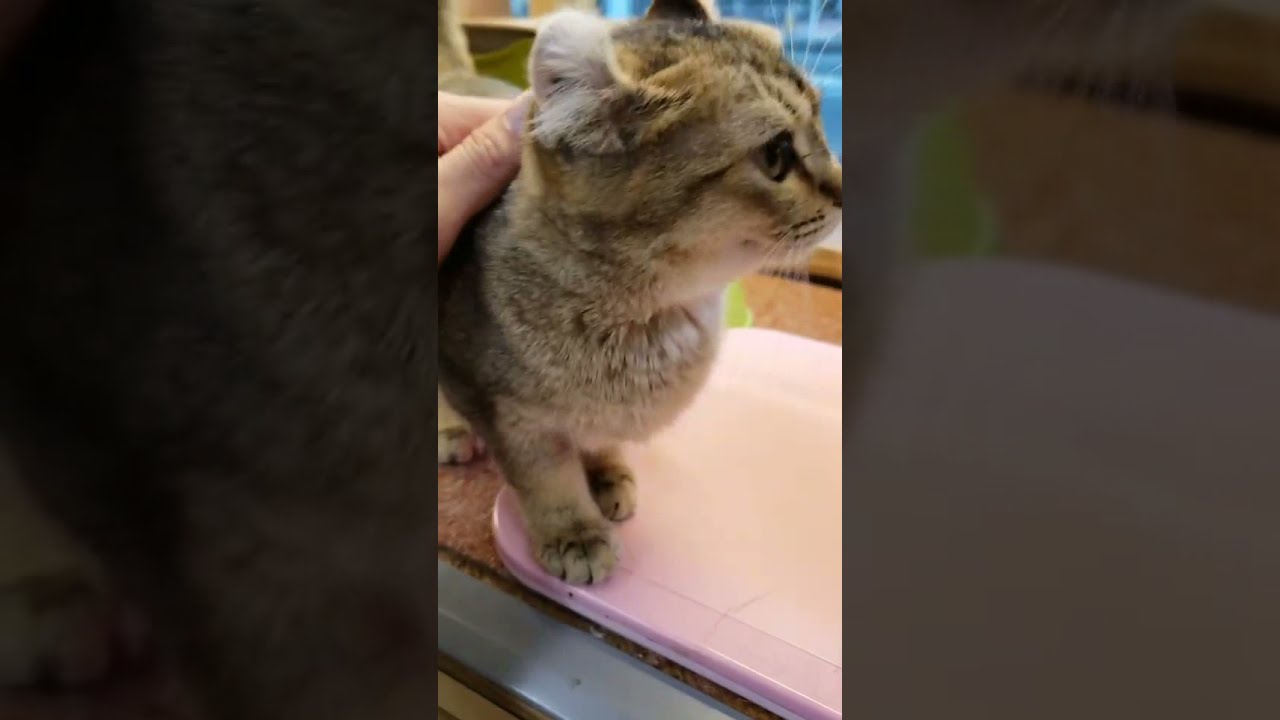 アメリカンカールの女の子☆