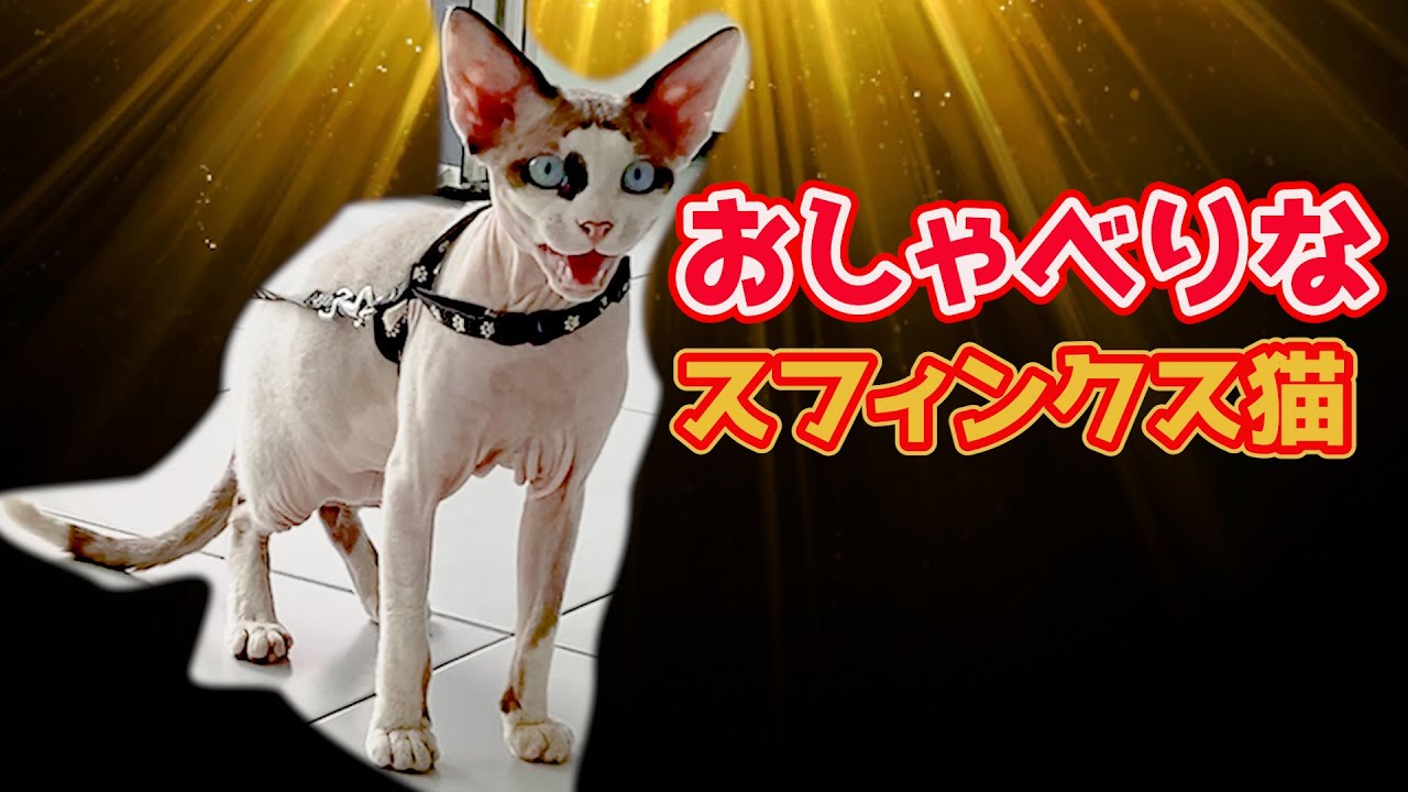 143:おしゃべりなスフィンクス猫