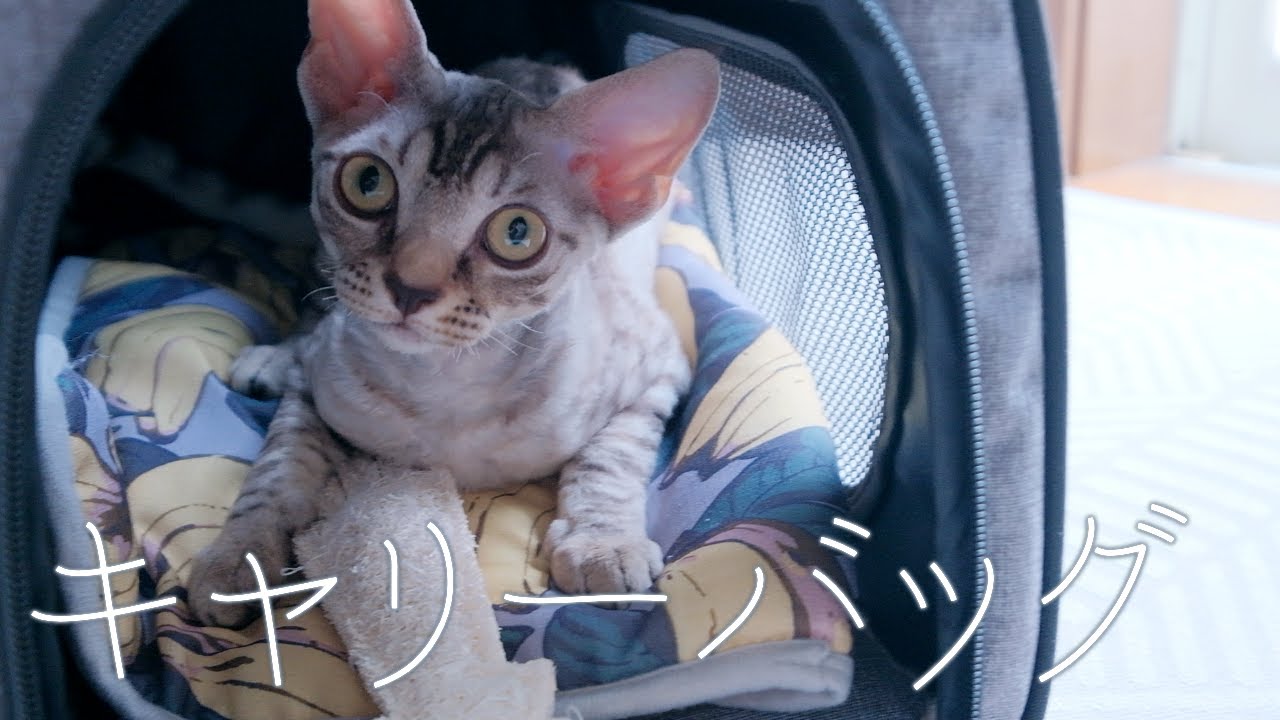 キャリーされたい子猫／デボンレックス