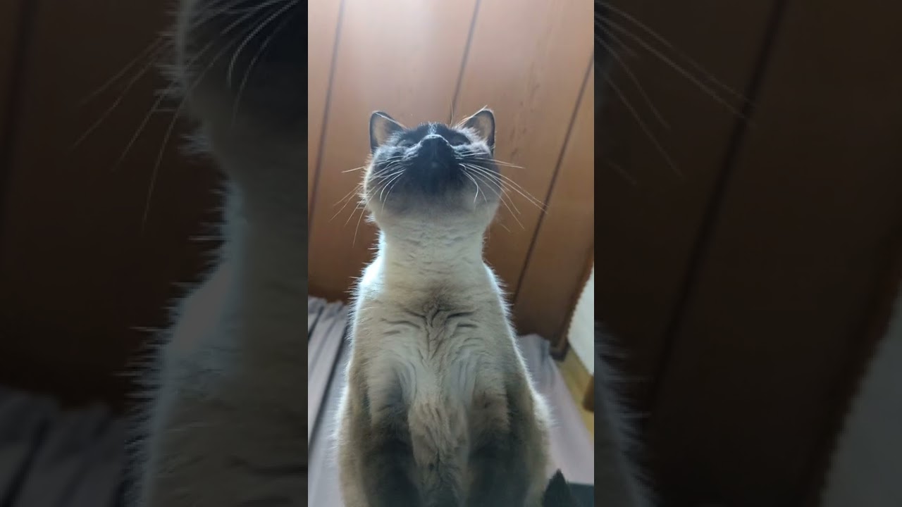 飛ぶシャム猫 - Cats Jump - #Shorts
