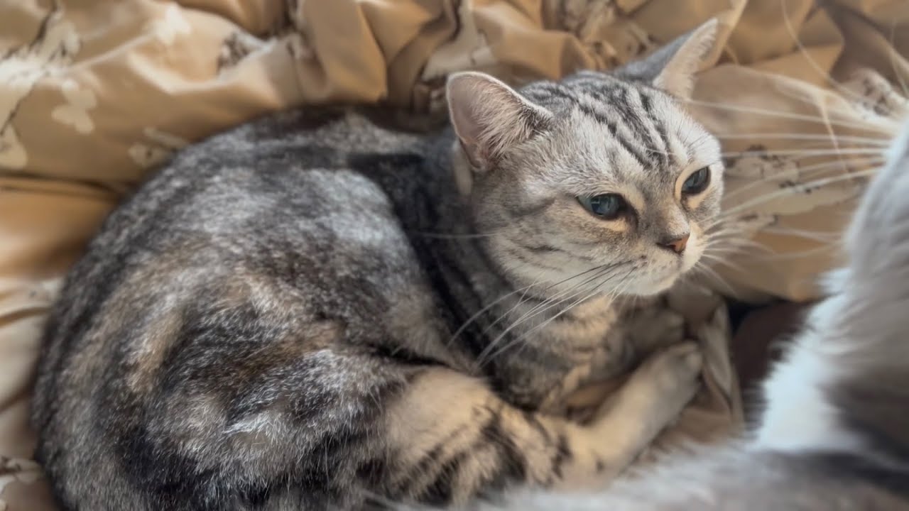 アメリカンショートヘアのあいちゃんです❤️