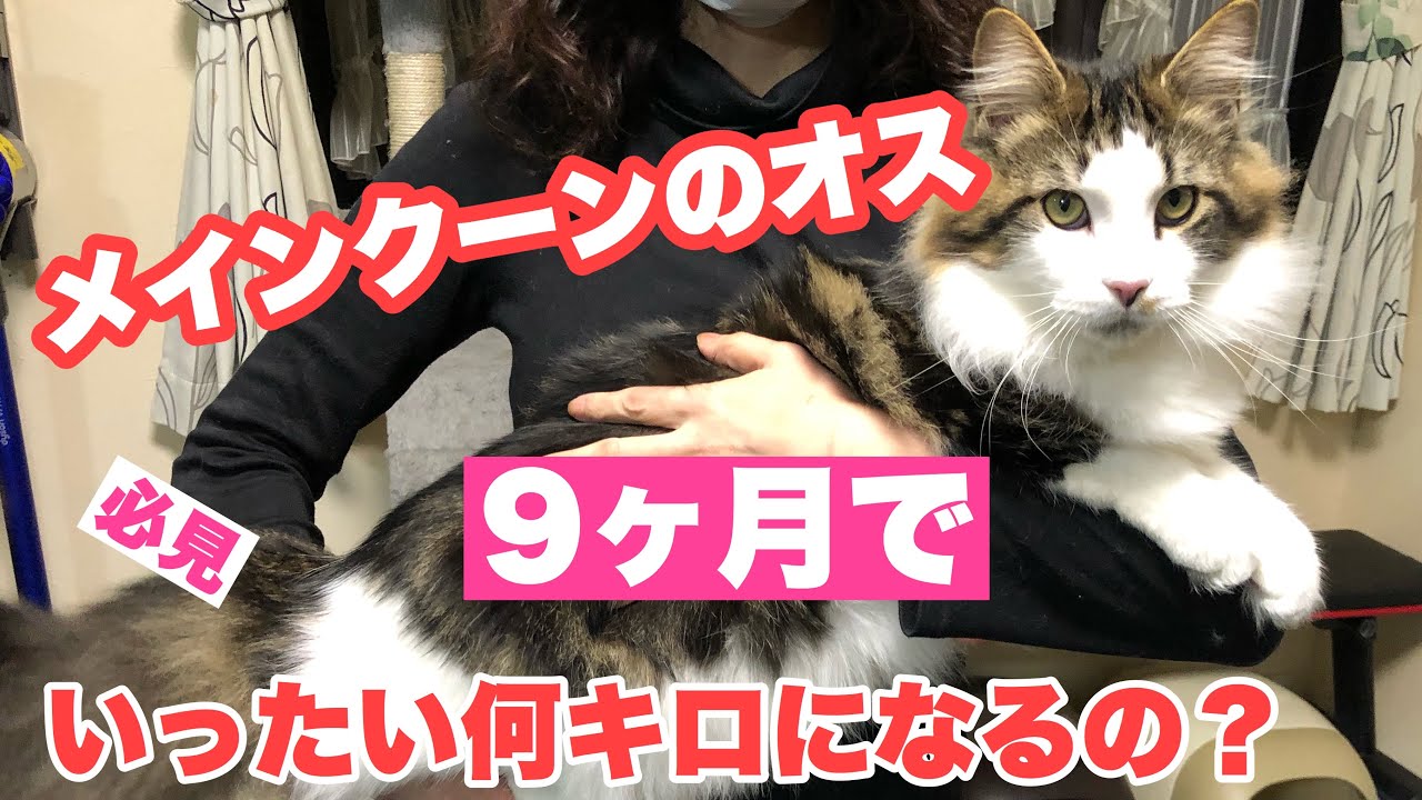 メインクーンオス♂9ヶ月はどれくらい大きくなるのか#080 How many kilograms do the 9-month Maine Coon weigh?