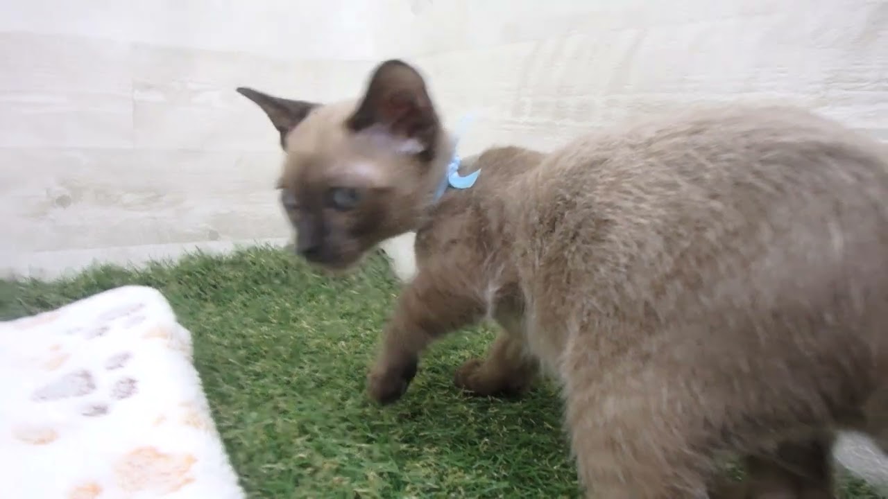 00601565 トンキニーズ