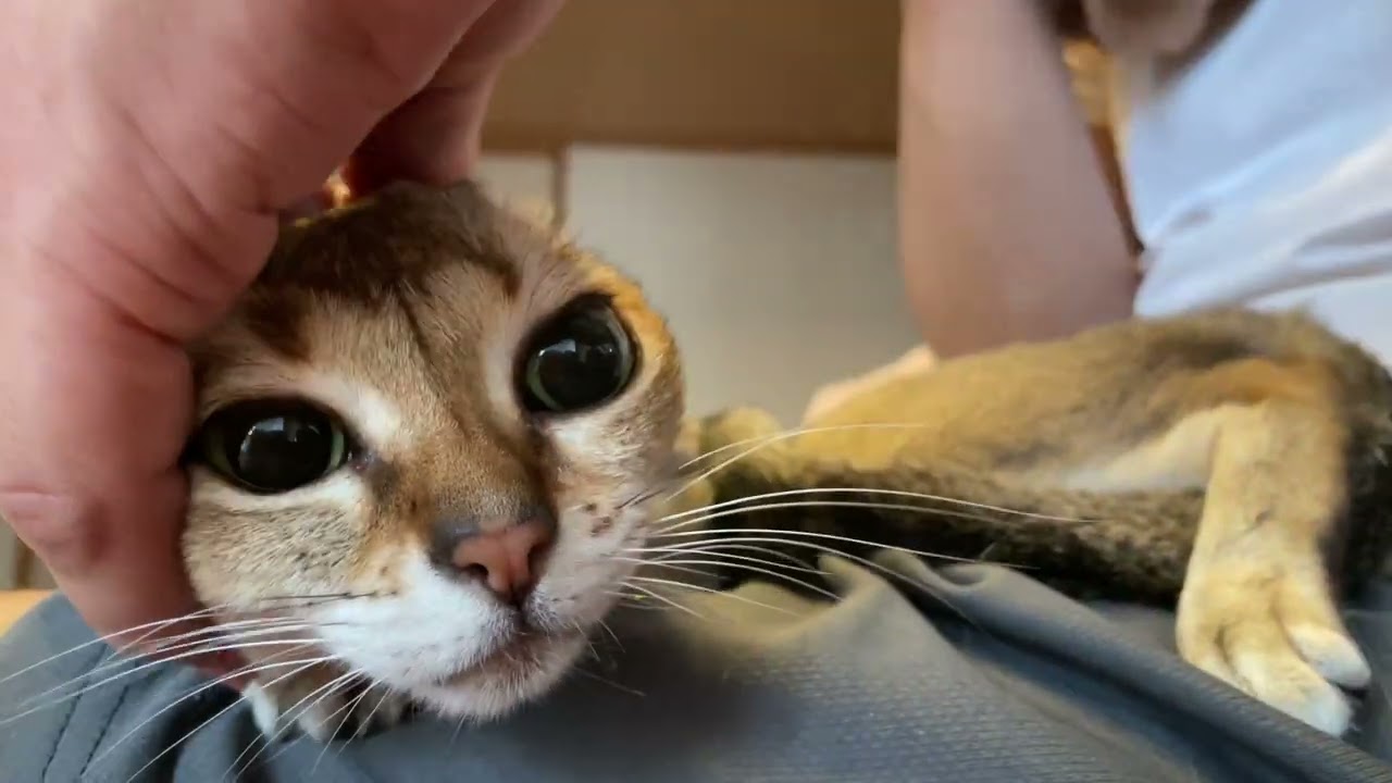 シンガプーラ「もも」：耳掃除 2022.08.11