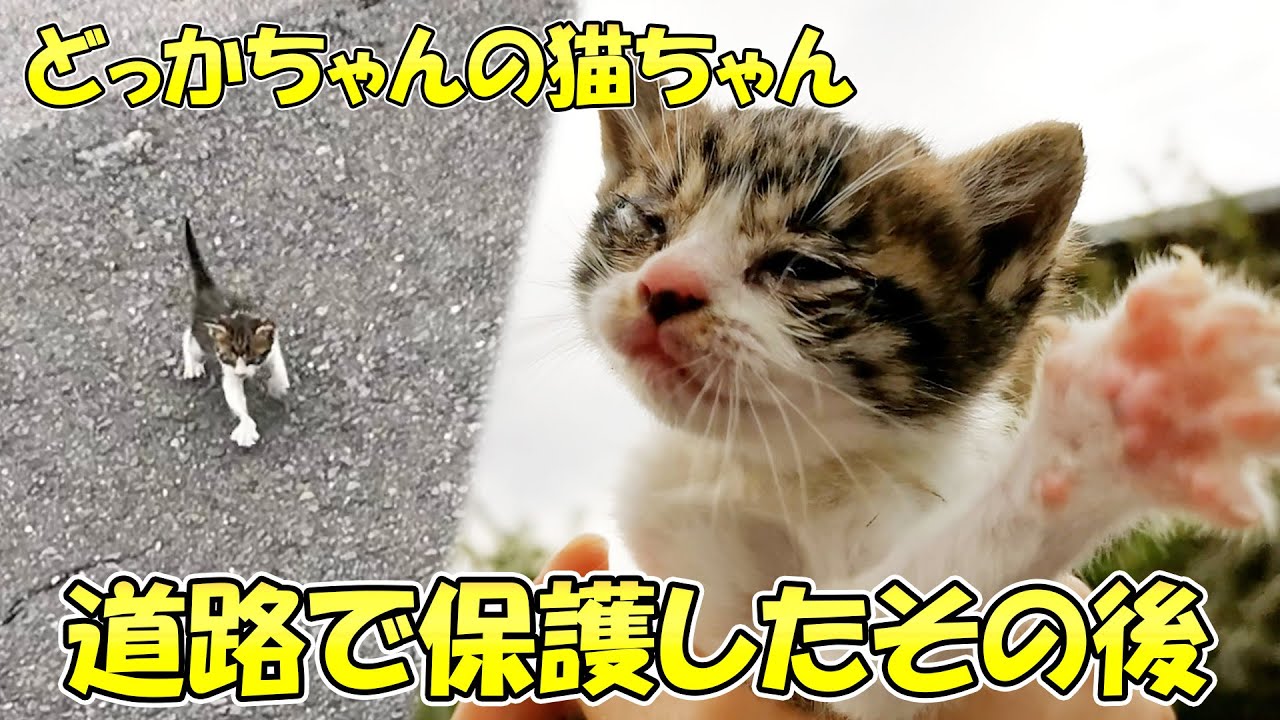 栗拾いに行ったら子猫を拾ってしまいました！【ショート動画の道路で緊急保護した子猫のその後】