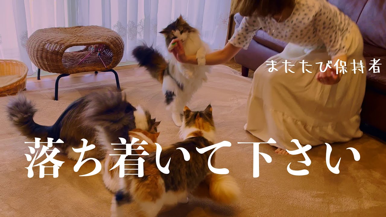 ノルウェージャンフォレストキャット６匹でマタタビパーティーをしました✨