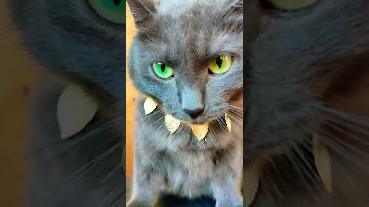 KORAT CAT