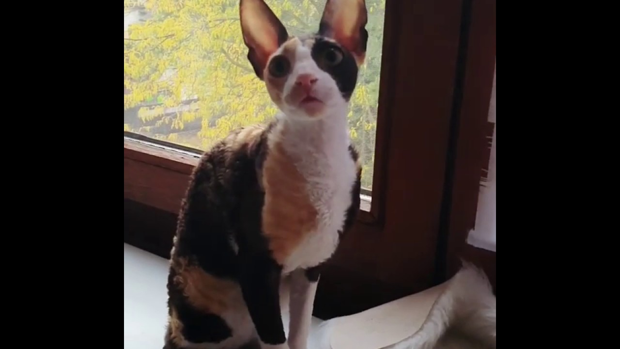 Cornish Rex female Harmony, so cute. Isn't she? Black tortie with white!