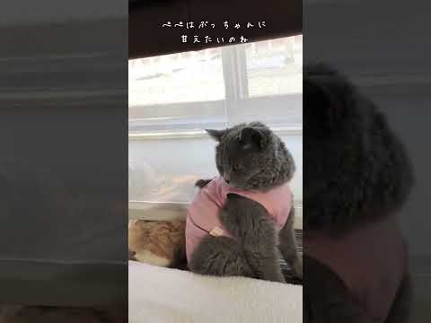 そっとカーテン越しに触れ合う休日♡#shorts #ブリティッシュショートヘア #セルカークレックス #猫 #cat