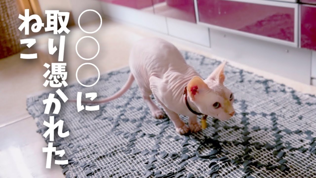 ○○○に取り憑かれたスフィンクス猫がテンション爆上げ！