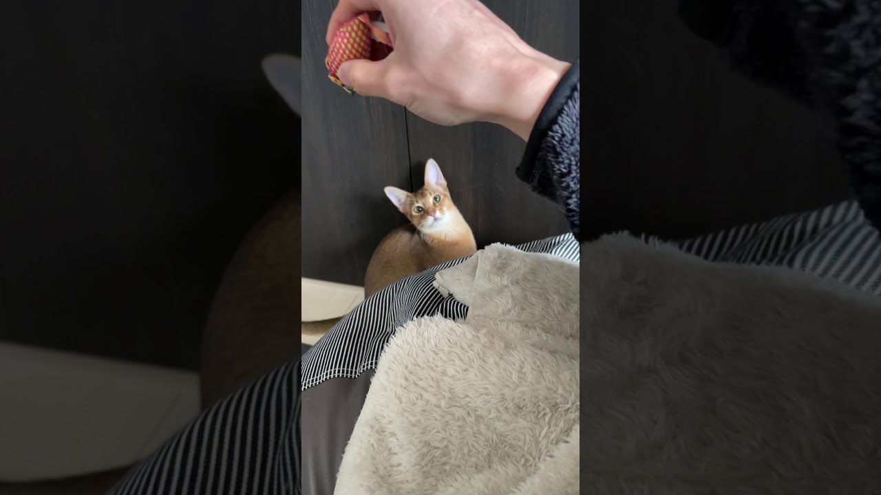平凡な子ネコの遊び方 | アビシニアンの子猫アビー #Shorts