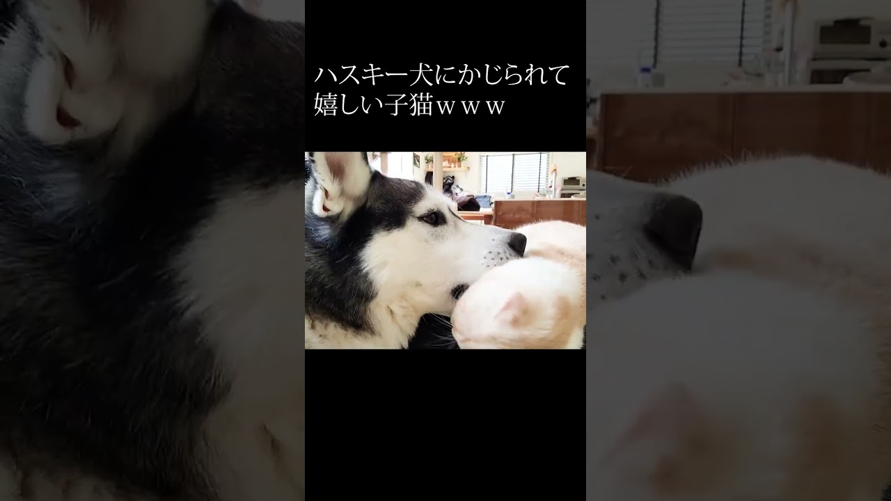 ハスキー犬にかじられて嬉しい子猫...笑