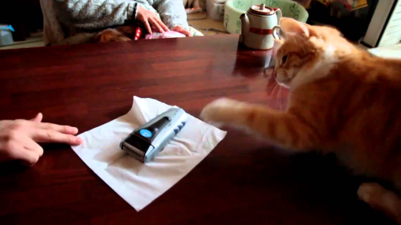 ターキッシュアンゴラのぷーちん